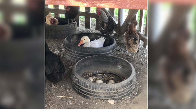 Kurumumuzdan Kareler