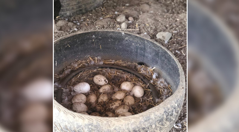 Kurumumuzdan Kareler